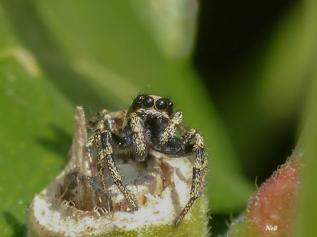 Araignée sauteuse : Salticus cingulatus femelle, famille des Salticidae. Ver/Mer 14 (04/2017).