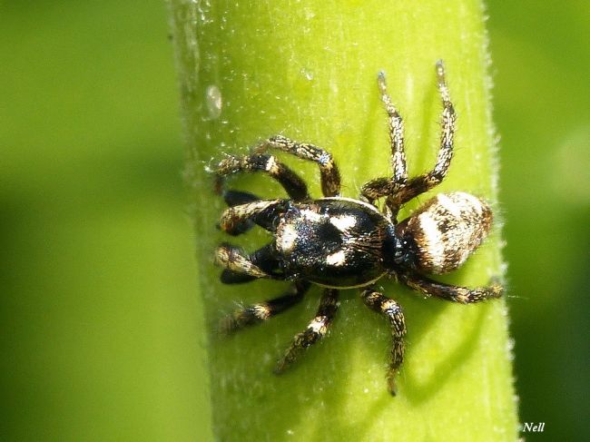 Araignée sauteuse : Salticus cingulatus femelle, famille des Salticidae. Ver/Mer 14 (04/2017).