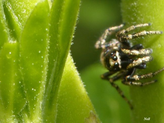 Araignée sauteuse : Salticus cingulatus femelle, famille des Salticidae. Ver/Mer 14 (04/2017).
