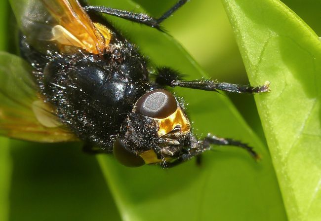 Mesembrina meridiana, mouche de midi, famille: Muscidae. Ver/Mer 14 (2017).