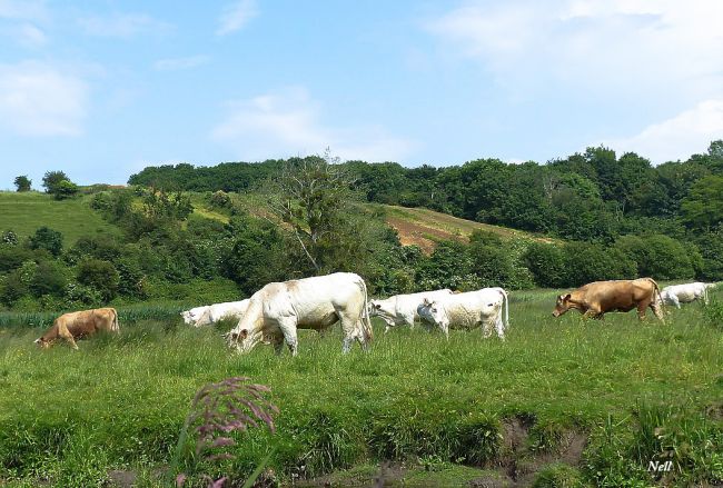 Troupeau, vallée de la Seulles 14