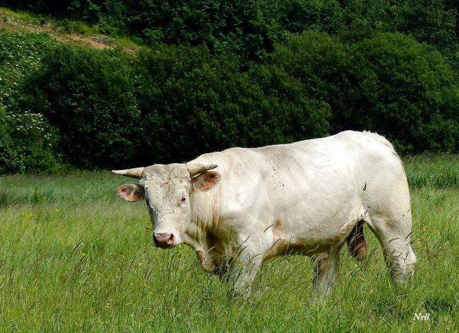 Taureau charaulais, vallée de la Seulles 14