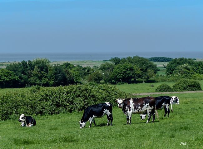 Mer et campagne, Ver sur Mer 14.