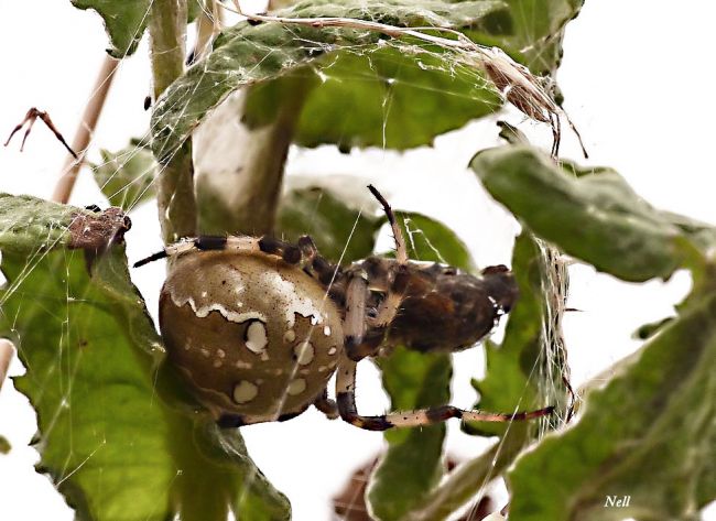 Araneus quadratus femelle. Clerck, 1758 . famille des Araneidae. Ver/Mer 14 ( 2016).