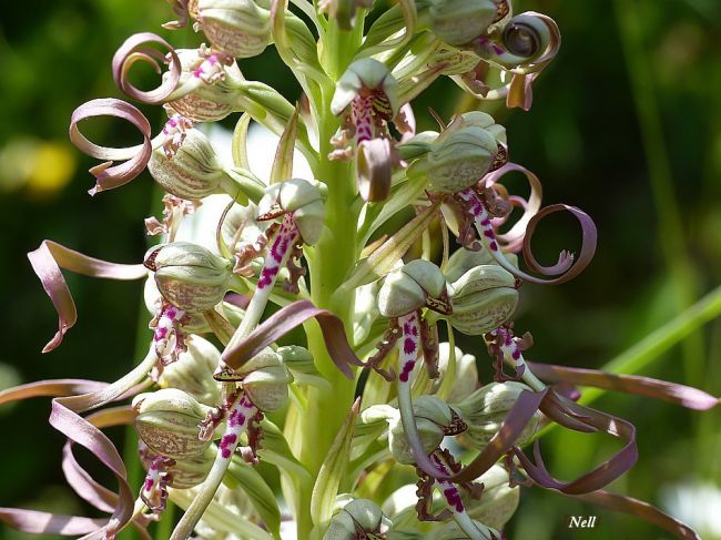 Orchidée sauvage : Orchis bouc 