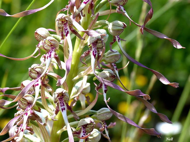 Orchidée sauvage : Orchis bouc 
