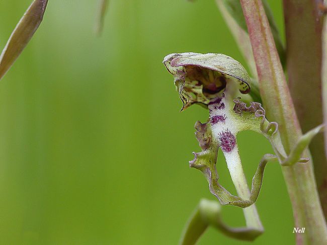 Orchidée sauvage : Orchis bouc 