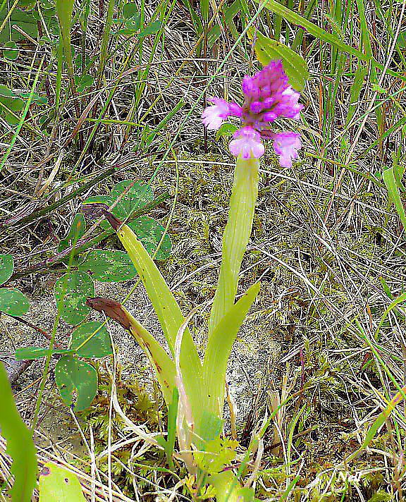 Orchidée sauvage : Orchis pyramidal 