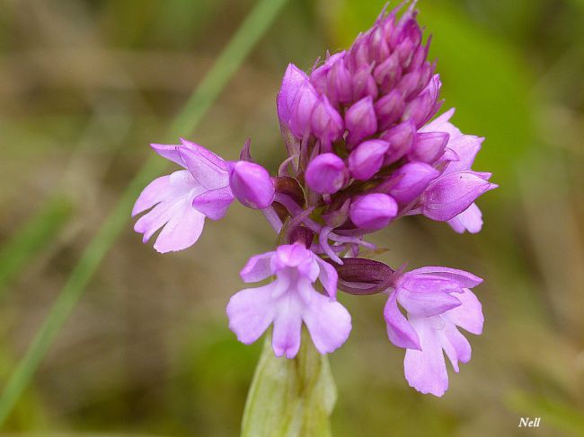 Orchidée sauvage : Orchis pyramidal 