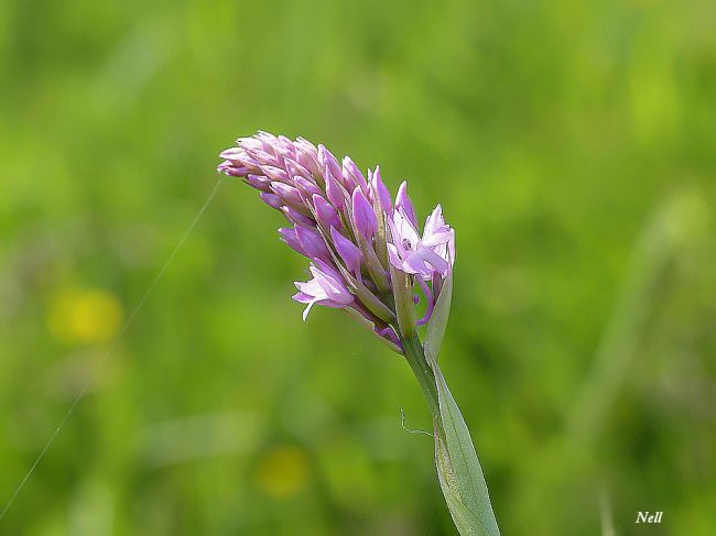 Orchidée sauvage : Orchis pyramidal 