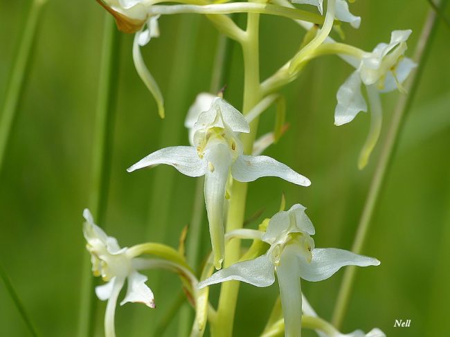 Orchidée sauvage :Orchis blanc: 
