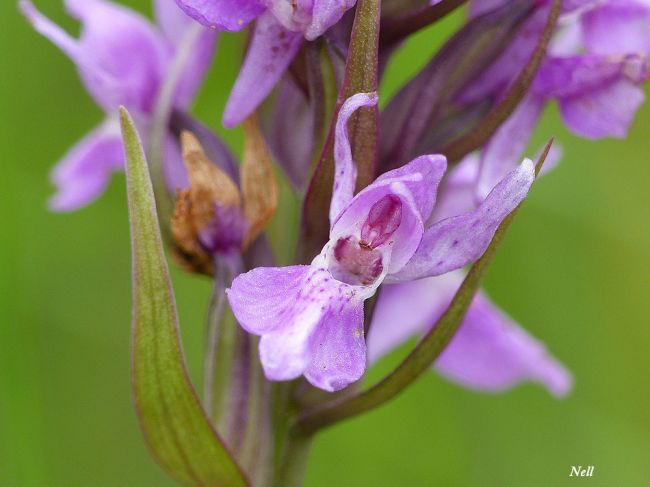 Orchidée sauvage : Orchis élevé: 