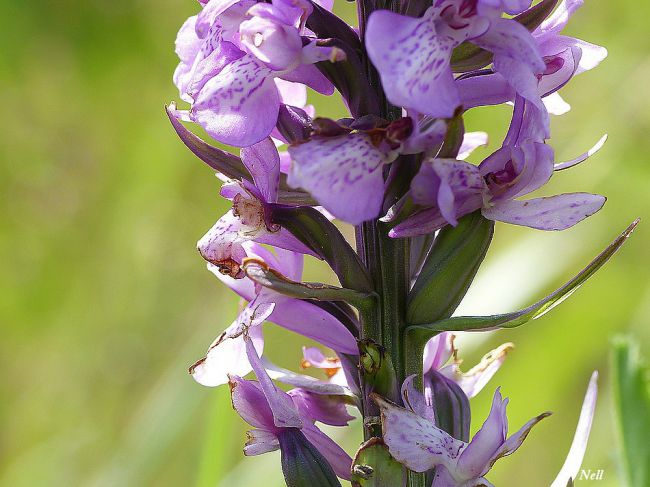 Orchidée sauvage : Orchis élevé: 