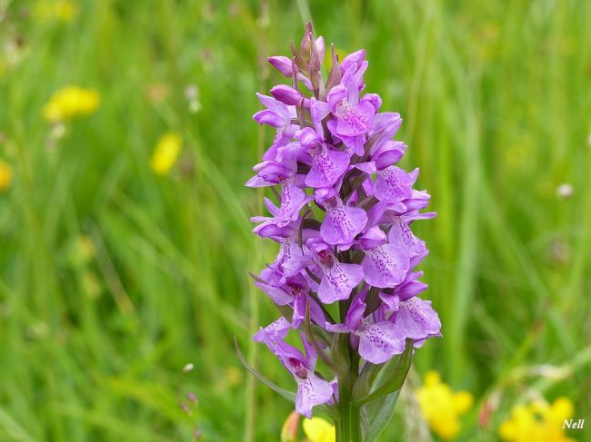 Orchidée sauvage : Orchis élevé: 