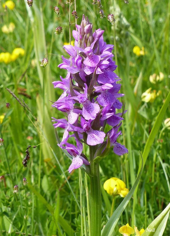 Orchidée sauvage : Orchis élevé: 