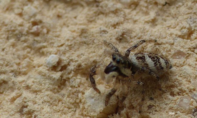 Salticus scenicus, la Saltique chevronnée, famille des Salticidae. Ver/Mer 14 (04/2017).
