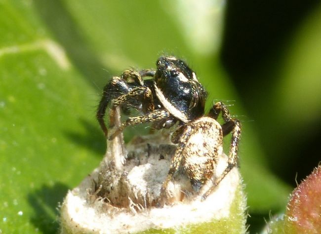 Salticus cingulatus femelle, famille des Salticidae. Ver/Mer 14 (04/2017).