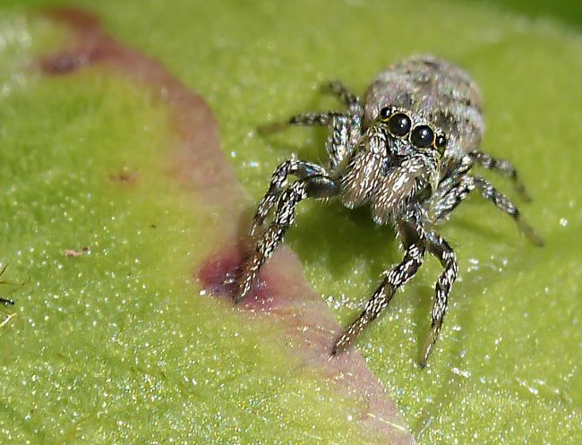 Salticus cingulatus femelle, famille des Salticidae. Ver/Mer 14 (04/2017).