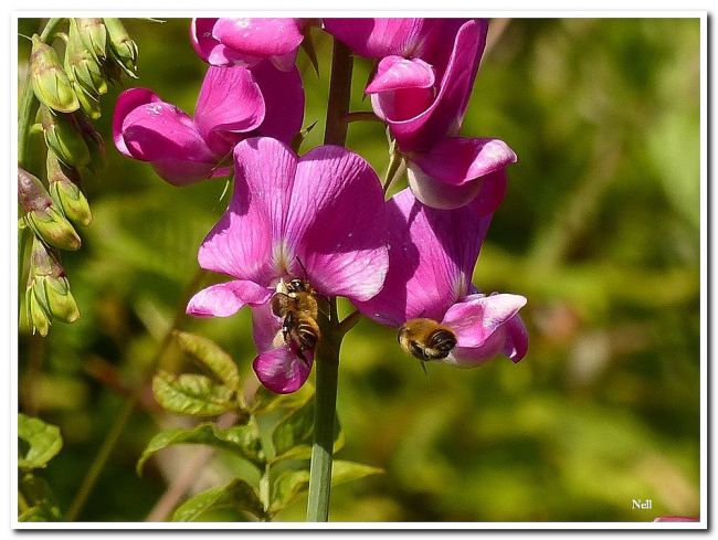 Gesse tubéreuse (Lathyrus tuberosus) (Ver/Mer 14). 2015