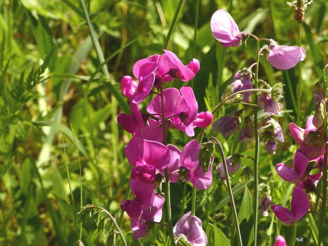 Gesse tubéreuse (Lathyrus tuberosus) (Ver/Mer 14). 2015