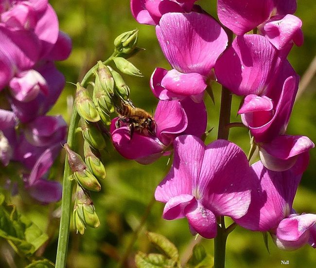 Gesse tubéreuse (Lathyrus tuberosus) (Ver/Mer 14). 2015