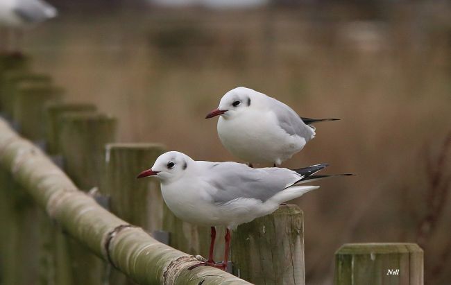 Mouette rieuse