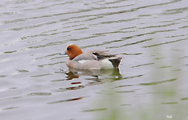 Le Canard siffleur (Anas penelope) Bord de la Seule 14. (2017).