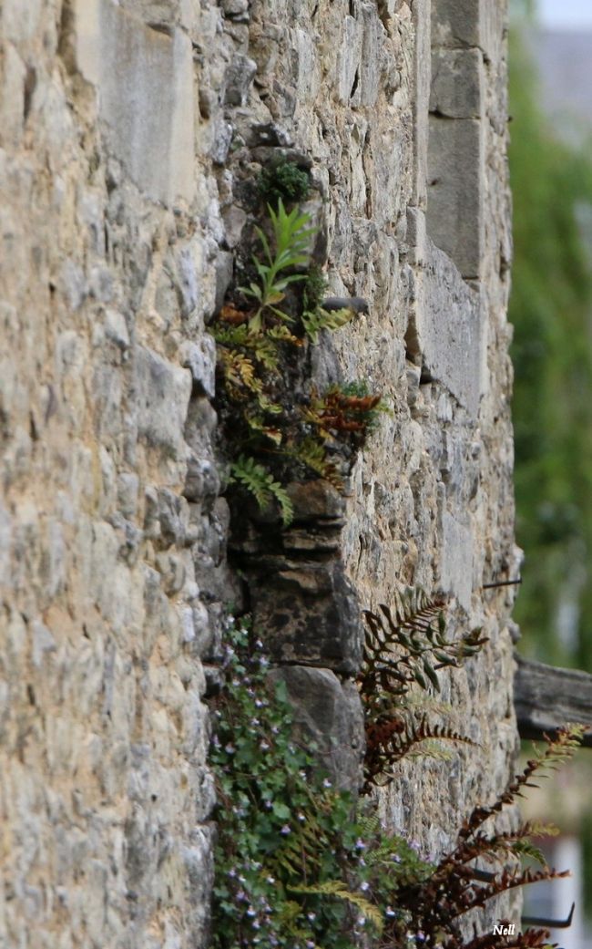 La Bergeronnette des ruisseaux (Bayeux 14) 2017.