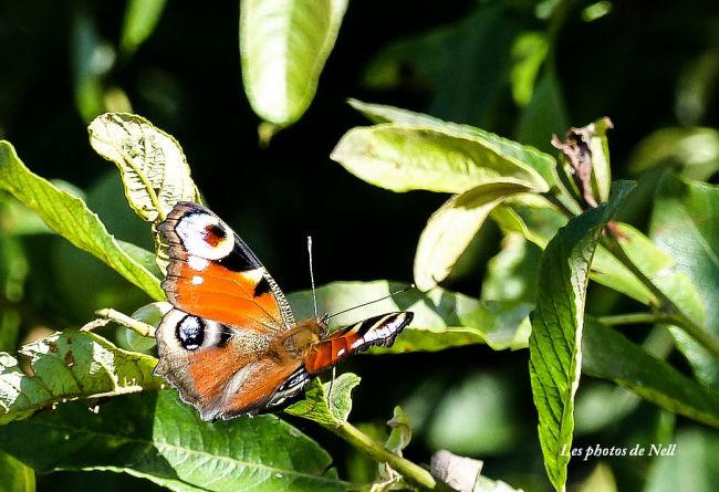 Paon du jour (Aglais io) (1)