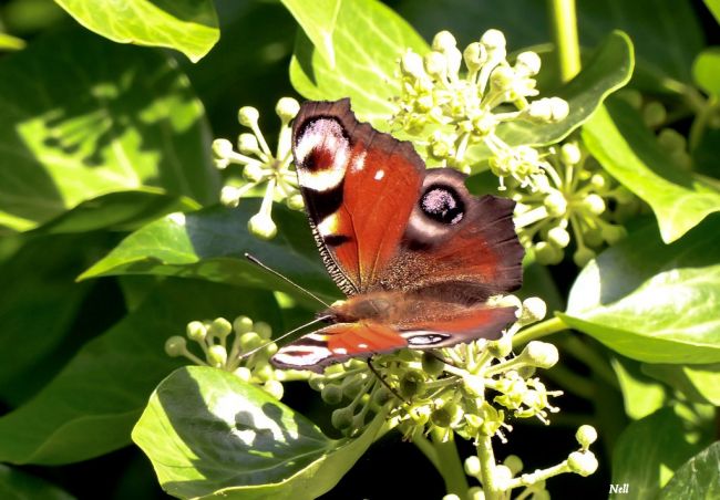 Paon du jour (Aglais io