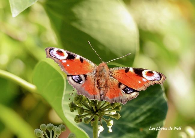 Paon du jour (Aglais io