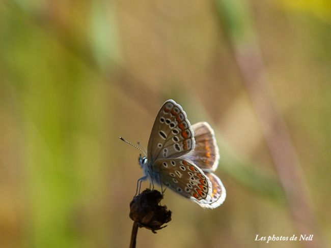 Azuré de la Bugrane (Polyommatus icarus) femelle