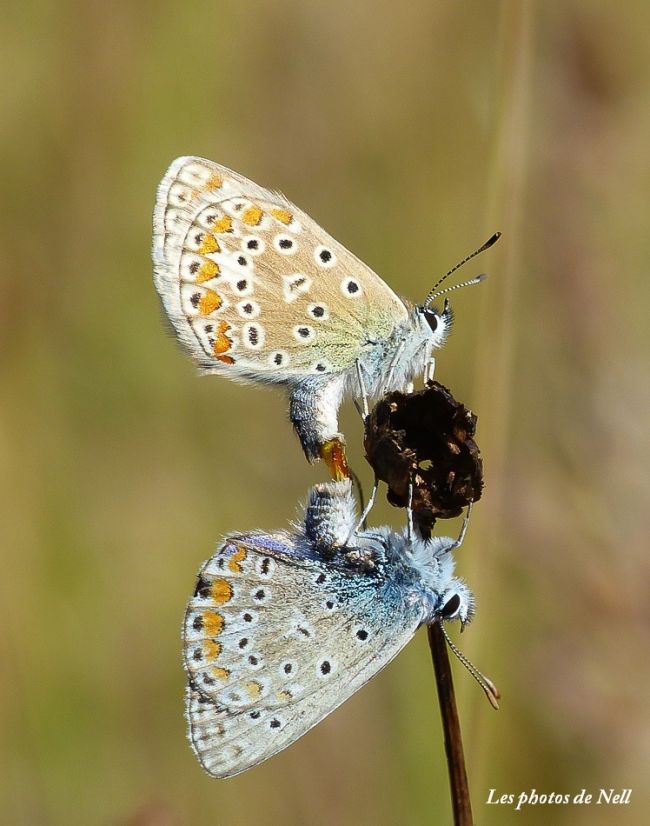 Azuré de la Bugrane (Polyommatus icarus)mâle et femelle.