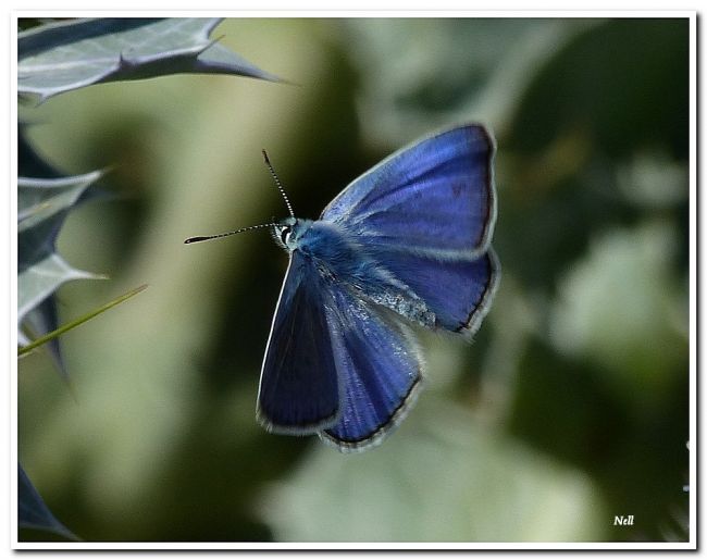 Argus bleu ou Azuré de la Bugrane (Polyommatus icarus) mâle