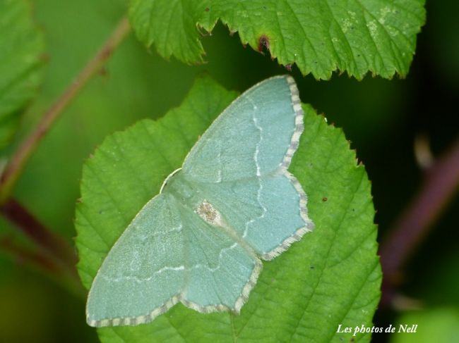 Hemithea aestivaria, la phalène sillonnée, famille des Geometridae. Ver sur Mer 14