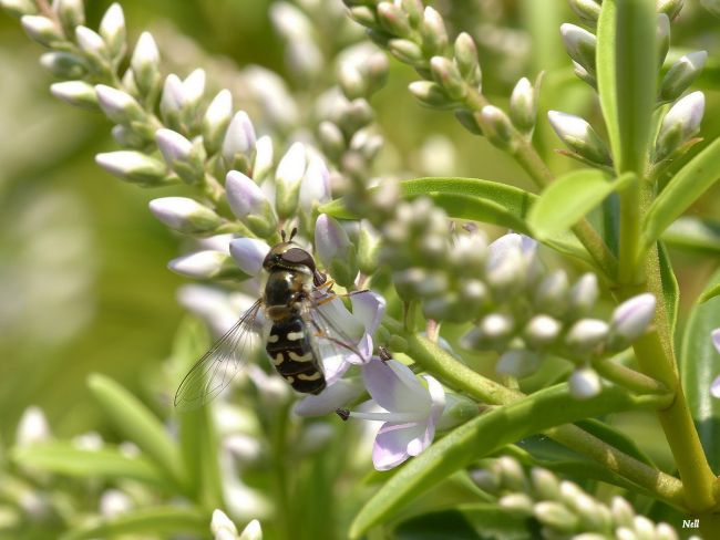 Le Syrphe pyrastre (Scaeva pyrastri).