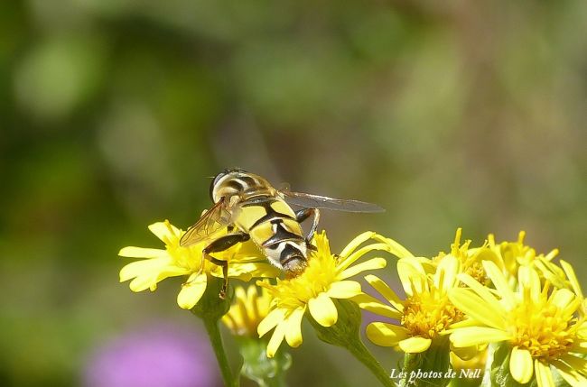 Helophilus trivittatus Syrphidae. Ver sur Mer 14