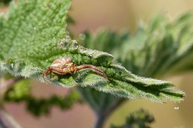 Xysticus sp, Thomisidae. Ver sur Mer 14 (06/2017).