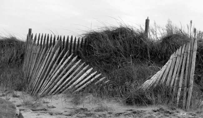 Dans les Dunes