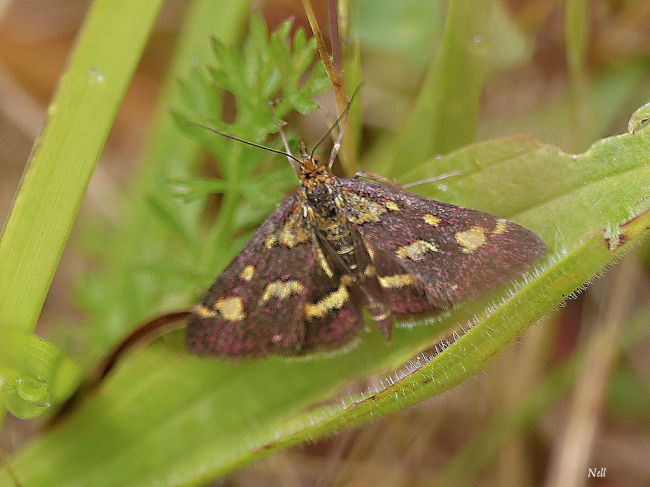 Pyrausta purpuralis,  la Pyrale pourprée.Crambidae. Ver sur Mer 14 (2016).