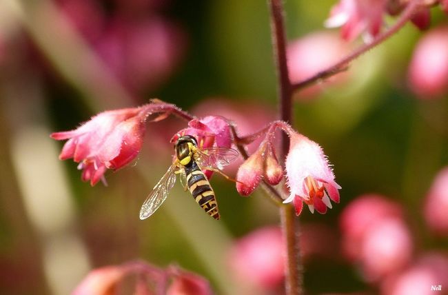 Le syrphe porte-plume femelle 