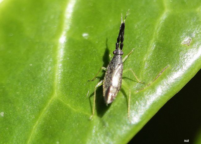 Heterotoma planicornis. Hétéroptère, famille Miridae, taille 5mm. Ver/Mer 14