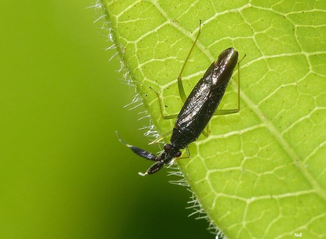 Heterotoma planicornis. Hétéroptère, famille Miridae, taille 5mm. Ver/Mer 14