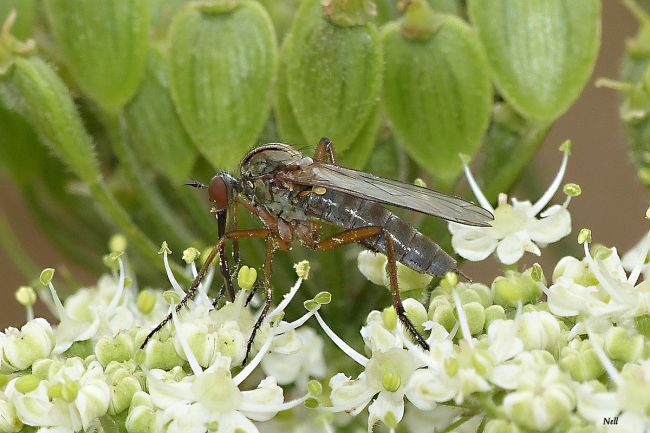 Empis opaca,  famille des Empididae. Ver/Mer 14  (07/2017).