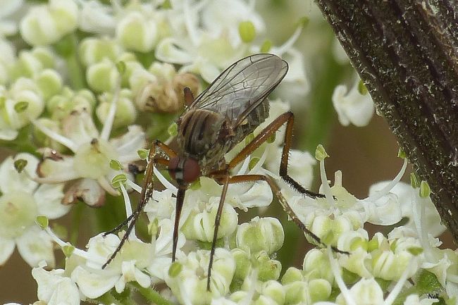 Empis opaca,  famille des Empididae. Ver/Mer 14  (07/2017).