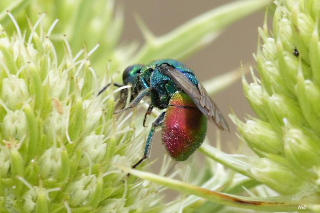 Chrysis ignita guèpe coucou famille chrysidides (Pointe du Siège 14).)