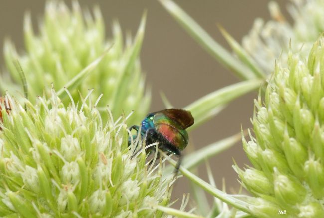 Chrysis ignita guèpe coucou famille chrysidides (Pointe du Siège 14).)