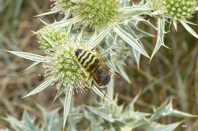 Bembex rostrata,  Hyménoptère Apocrite de la famille des Crabronidae. (Ouistreham 14 (07/2017).