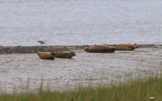 Phoques de la Baie de Sallenelles,veaux de mer. Sallenelles 14 (07/2017).