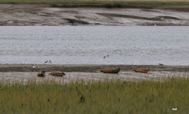 Phoques de la Baie de Sallenelles,veaux de mer. Sallenelles 14 (07/2017).